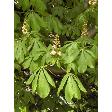 AESCULUS hippocastanum (Marronnier d'Inde)