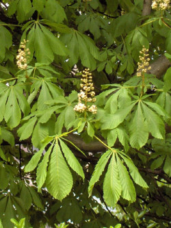 marronnier-dinde-aesculus-hippocastanum-2.jpg