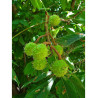 AESCULUS hippocastanum