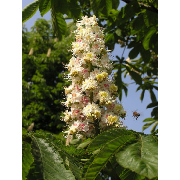 AESCULUS hippocastanum (Marronnier d'Inde)