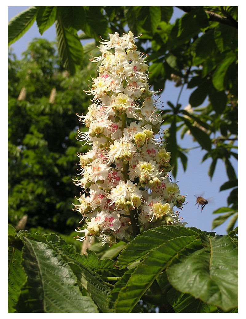 AESCULUS hippocastanum (Marronnier d'Inde)