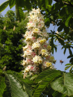 marronnier-dinde-aesculus-hippocastanum.jpg
