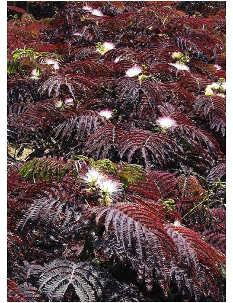 ALBIZIA julibrissin SUMMER CHOCOLATE (Arbre de soie ou Acacia de Constantinople)