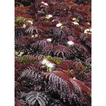 ALBIZIA julibrissin SUMMER CHOCOLATE (Arbre de soie ou Acacia de Constantinople)