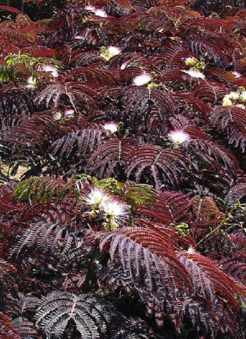 ALBIZIA julibrissin SUMMER CHOCOLATE