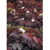ALBIZIA julibrissin SUMMER CHOCOLATE