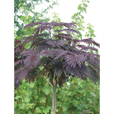 ALBIZIA julibrissin SUMMER CHOCOLATE (Arbre de soie ou Acacia de Constantinople)