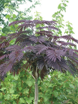 ALBIZIA julibrissin SUMMER CHOCOLATE