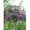 ALBIZIA julibrissin SUMMER CHOCOLATE (Arbre de soie ou Acacia de Constantinople)