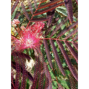 ALBIZIA julibrissin EVEY'S PRIDE (Arbre de soie ou Acacia de Constantinople)