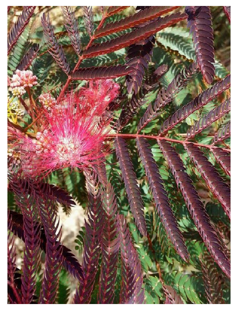 ALBIZIA julibrissin EVEY'S PRIDE (Arbre de soie ou Acacia de Constantinople)