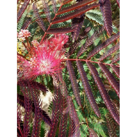 ALBIZIA julibrissin EVEY'S PRIDE (Arbre de soie ou Acacia de Constantinople)