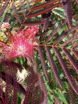 ALBIZIA julibrissin EVEY'S PRIDE