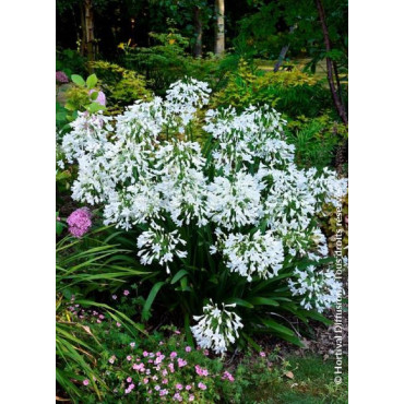 AGAPANTHUS ARTIC STAR (Agapanthe, fleur de l'amour)