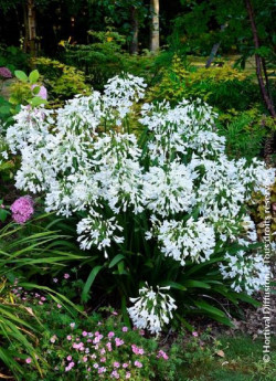 agapanthe-arctic-star-agapanthus-arctic-star-1.jpg