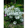AGAPANTHUS ARTIC STAR
