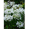 AGAPANTHUS ARTIC STAR (Agapanthe, fleur de l'amour)