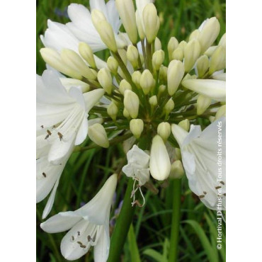 AGAPANTHUS ARTIC STAR (Agapanthe, fleur de l'amour)