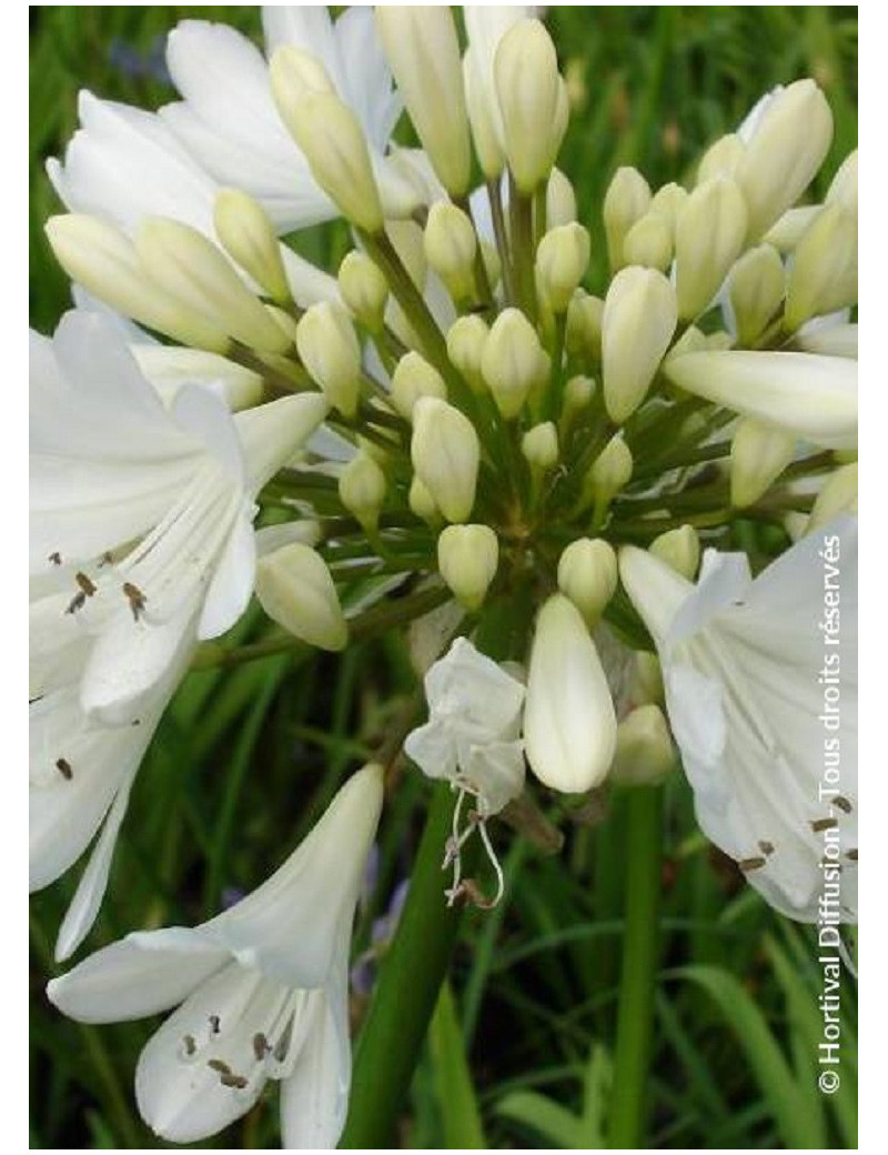 AGAPANTHUS ARTIC STAR (Agapanthe, fleur de l'amour)