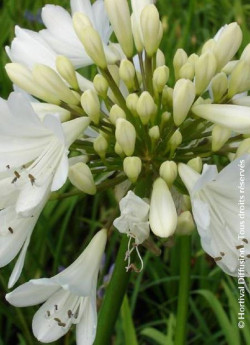agapanthe-arctic-star-agapanthus-arctic-star.jpg