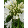 AGAPANTHUS ARTIC STAR (Agapanthe, fleur de l'amour)