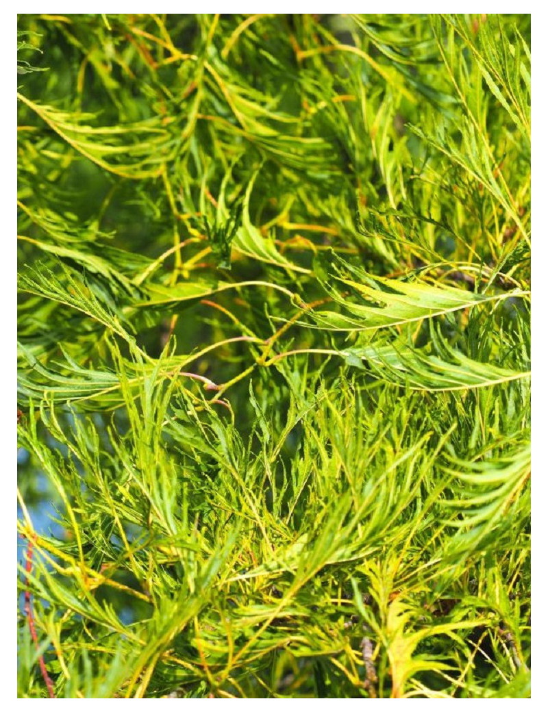 ALNUS glutinosa IMPERIALIS (Aulne glutineux Imperialis)