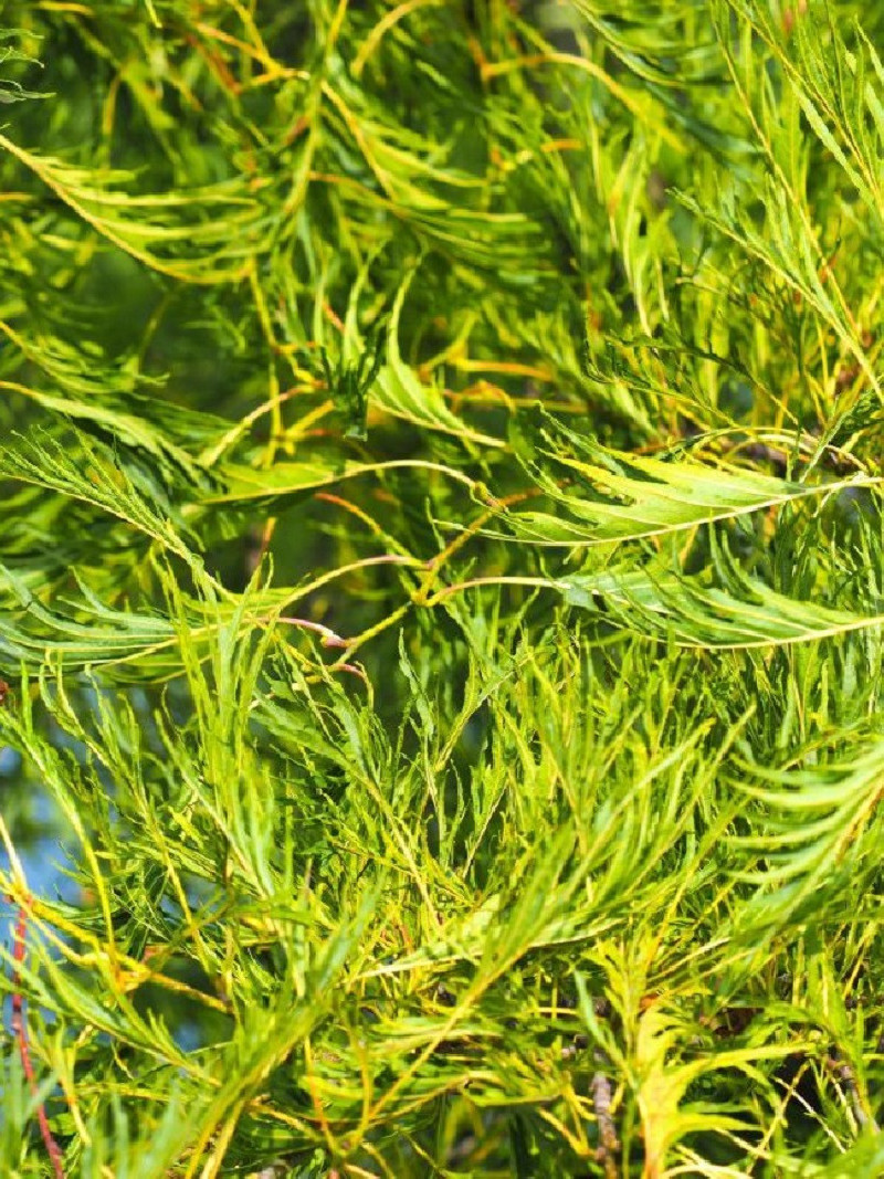 aulne-glutineux-imperialis-alnus-glutinosa-imperialis.jpg