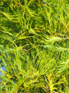 aulne-glutineux-imperialis-alnus-glutinosa-imperialis.jpg