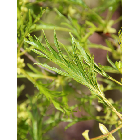 ALNUS glutinosa IMPERIALIS (Aulne glutineux Imperialis)
