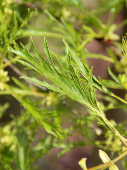 ALNUS glutinosa IMPERIALIS