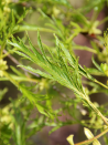 aulne-glutineux-imperialis-alnus-glutinosa-imperialis-1.jpg