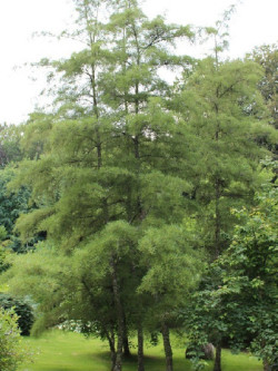 ALNUS glutinosa IMPERIALIS