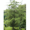 ALNUS glutinosa IMPERIALIS (Aulne glutineux Imperialis)