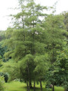 aulne-glutineux-imperialis-alnus-glutinosa-imperialis-2.jpg