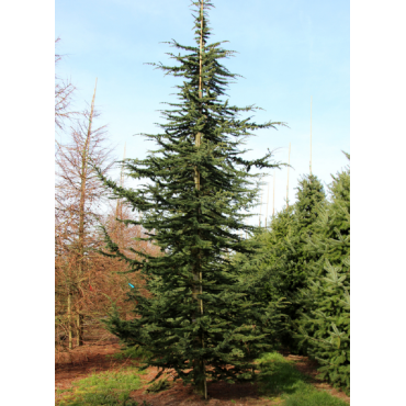 CEDRUS atlantica (Cèdre de l'Atlas)