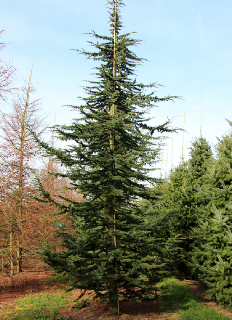 Cèdre Bleu De L'Atlas (Cedrus Atlantica) 60-80 Cm - Plant De Jardin, élevage En Pleine Terre, Livraison Saisonnière