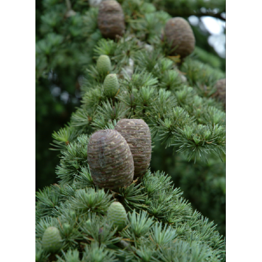 CEDRUS atlantica (Cèdre de l'Atlas)