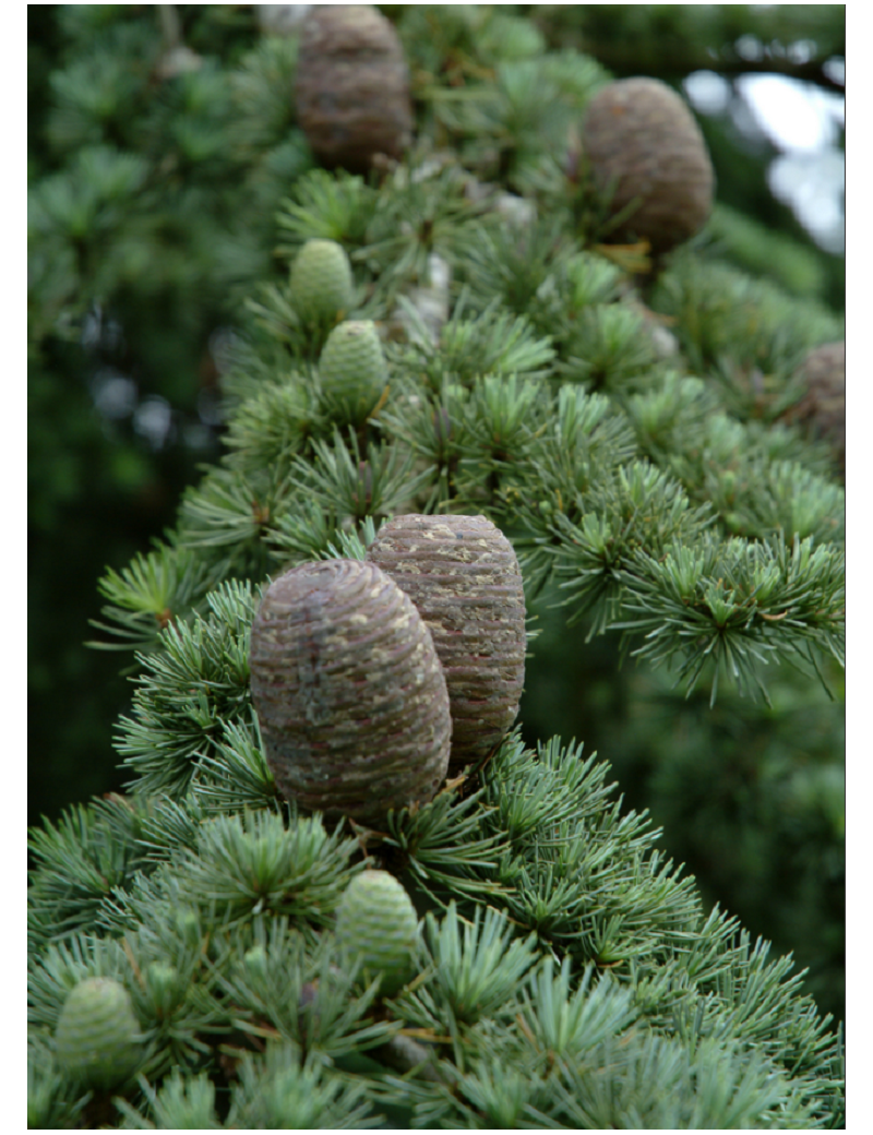 CEDRUS atlantica (Cèdre de l'Atlas)