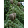 CEDRUS atlantica (Cèdre de l'Atlas)