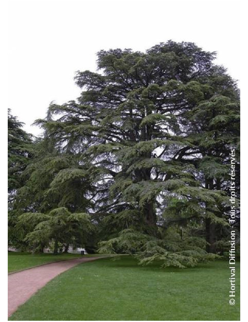 CEDRUS libani (Cèdre du Liban)