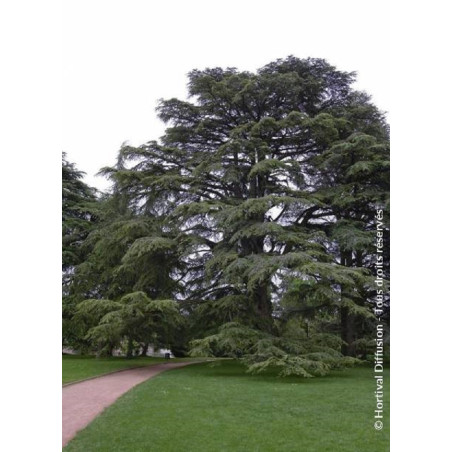 CEDRUS libani (Cèdre du Liban)