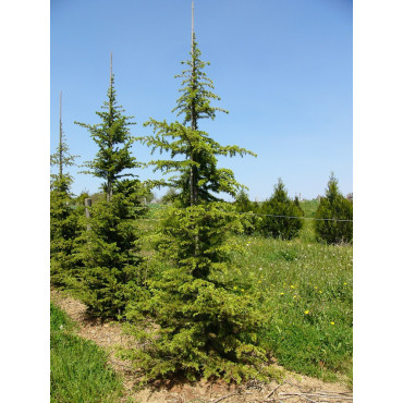 CEDRUS libani (Cèdre du Liban)