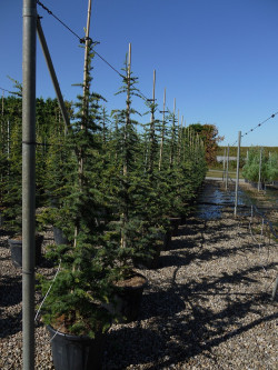CEDRUS libani En pot de 35-50 litres hauteur 175-200 cm
