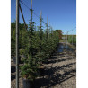 CEDRUS libani  En pot de 35 litres hauteur 150-175-200 cm