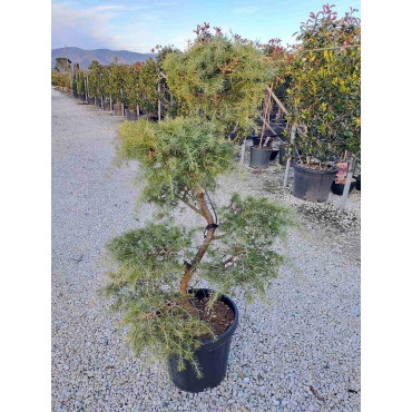 Topiaire (Plante taillée) - CEDRUS deodara (Cèdre de l'Himalaya)