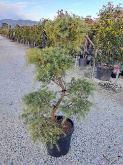  CEDRUS deodara En po forme bonsaï