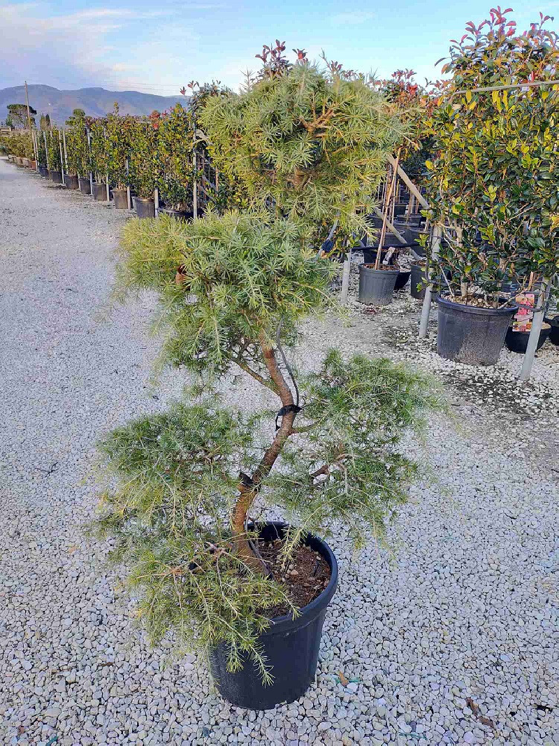  CEDRUS deodara En po forme bonsaï