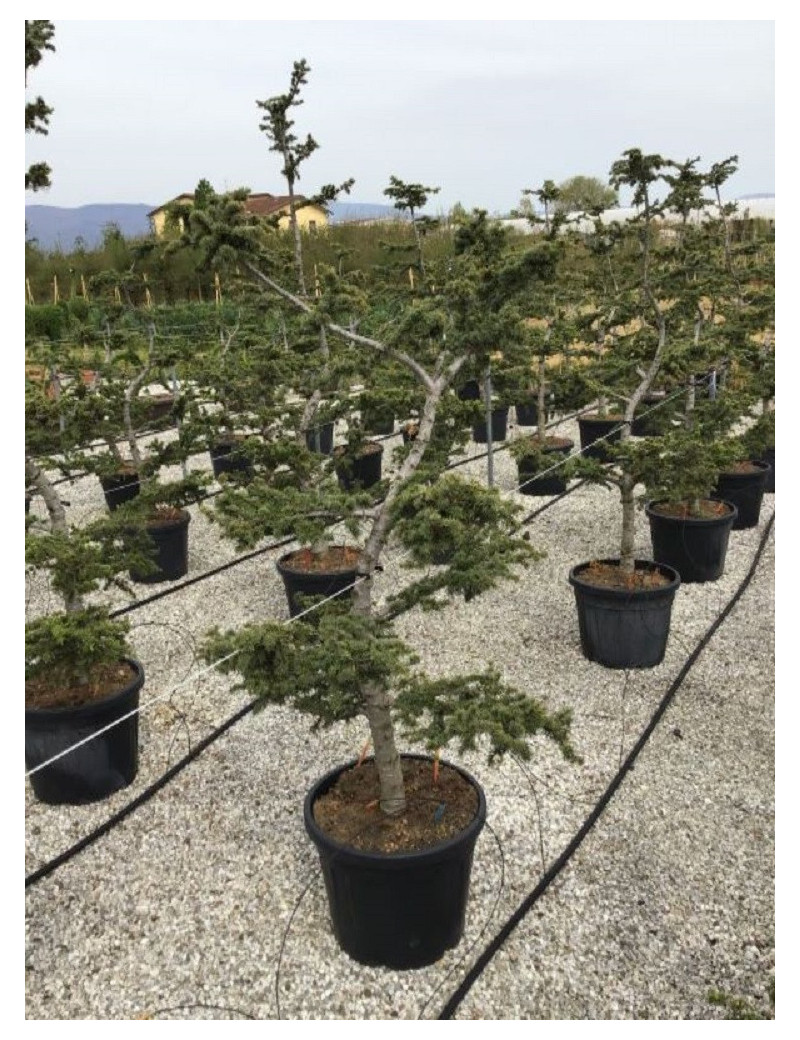 Topiaire (Plante taillée)- CEDRUS atlantica (Cèdre de l'Atlas)