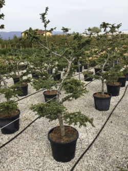 CEDRUS atlantica En pot forme pompons