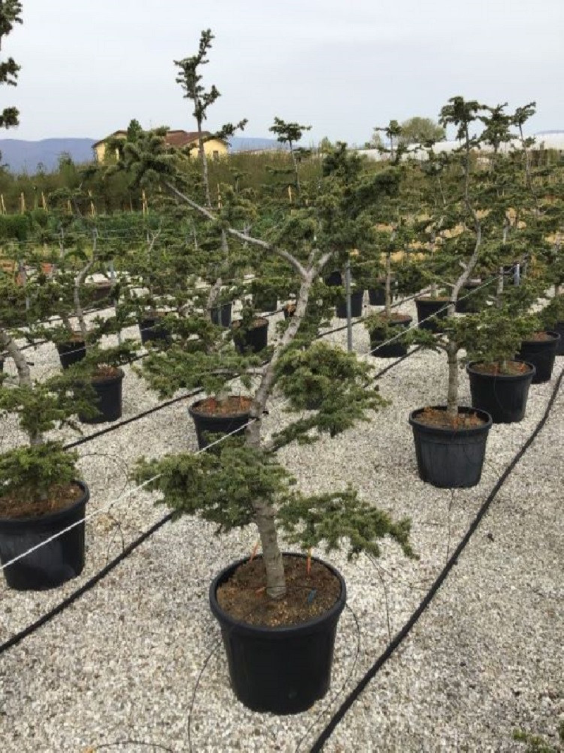 CEDRUS atlantica En pot forme pompons